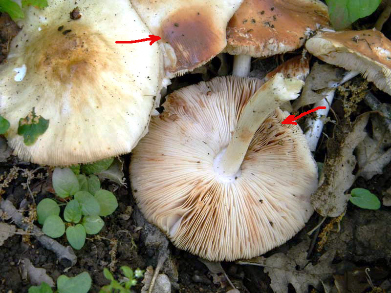 I ritrovamenti del 24.05.2011.fatte con nonno Antonio